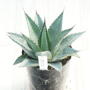 stAKx@V[^C@ubNXpC@No.9626@4