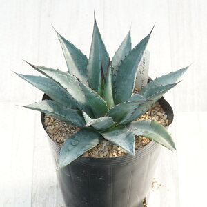 stAKx@V[^C@ubNXpC@No.9628@5