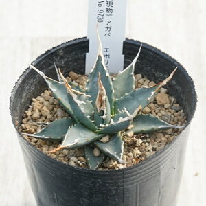 stAKx @G{Xsi@RpNg@ɏ㊔@No.9730@3