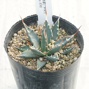 stAKx @G{Xsi@RpNg@uEzCgXpC@@No.9741@3