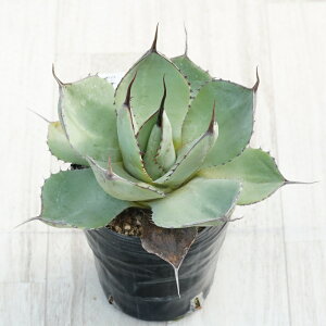 stAKx @p[gJ[^@N@ԍ@OXpC@I@No.9765@4