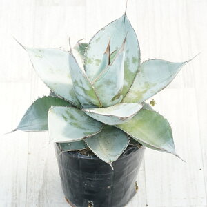 stAKx @`^m^@zCgACX@I@No.9777@5