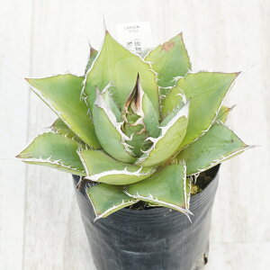 stAKx @IeC@@I@No.9782@3