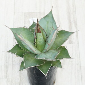 stAKx @IeC@mM@I@No.9793@3