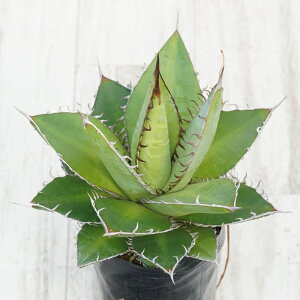 stAKx @IeC@@I@No.9794@3