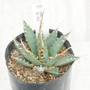 stAKx @G{Xsi@OXpC@I@No.9805@3