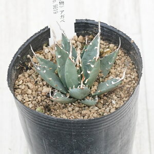 stAKx @G{Xsi@RpNg@z@zCgXpC@I@No.9819@3