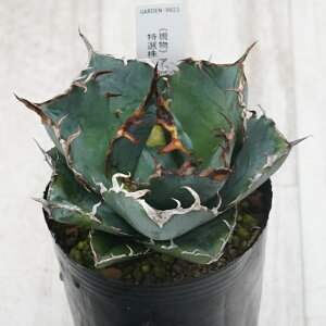 stAKx @`^m^@~@I@No.9823@3