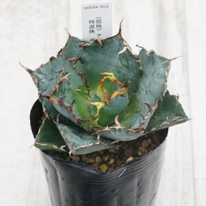 stAKx @`^m^@~@I@No.9824@3