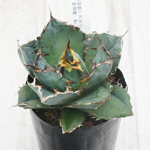 stAKx @`^m^@~@I@No.9825@3