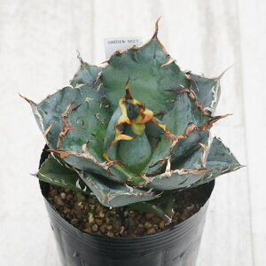 stAKx @`^m^@~@I@No.9827@3