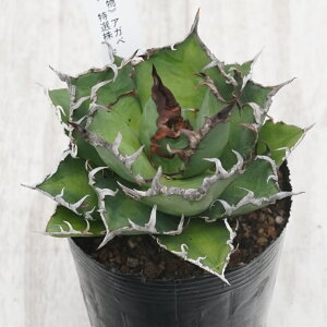 stAKx @`^m^@V[U[@I@No.9832@3