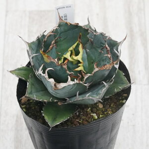 stAKx @`^m^@~@I@No.9836@4