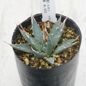 stAKx @G{Xsi@AC{[XpC@I@No.9868@3