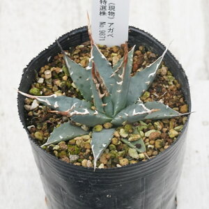 stAKx @G{Xsi@z@AC{[Of[V@I@No.9871@3