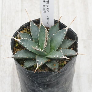 stAKx @G{Xsi@zCgXpC@I@No.9872@3