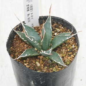 stAKx @G{Xsi@IWuEzCgXpC@I@No.9876@3