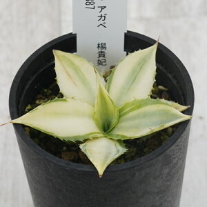 stAKx @kM܁@I@No.9887@2.5