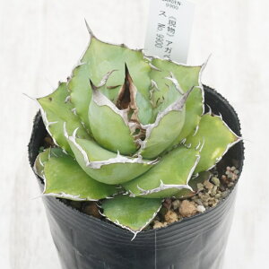 stAKx @`^m^@nfX@qt@I@No.9900@3