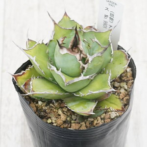 stAKx @`^m^@nfX@qt@I@No.9901@3