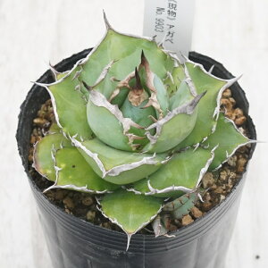 stAKx @`^m^@nfX@qt@I@No.9903@3