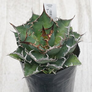 stAKx @`^m^@V[U[@qt@I@No.9906@3