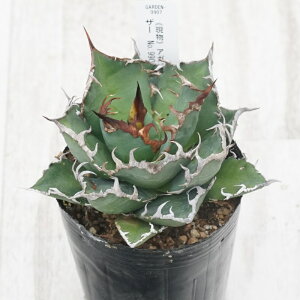 stAKx @`^m^@V[U[@I@No.9907@3