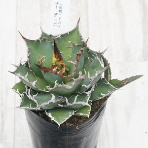 stAKx @`^m^@V[U[@qt@I@No.9913@3