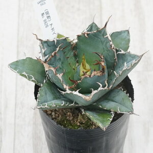 stAKx @`^m^@~@No.9926@3