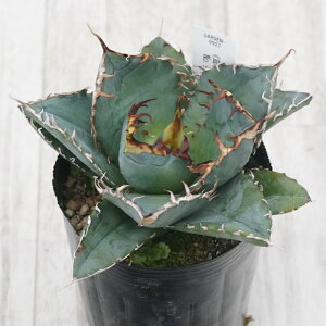 stAKx @`^m^@~@No.9927@3