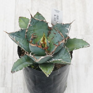 stAKx @`^m^@~@No.9928@3