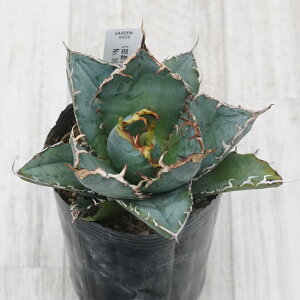 stAKx @`^m^@~@No.9929@3