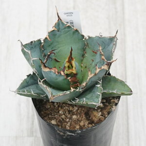 stAKx @`^m^@~@No.9930@3