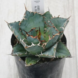 stAKx @`^m^@~@No.9931@3