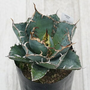 stAKx @`^m^@~@No.9932@3