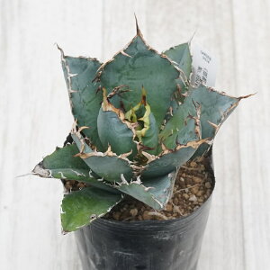 stAKx @`^m^@~@No.9934@3