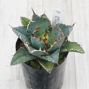 stAKx @`^m^@~@No.9935@3