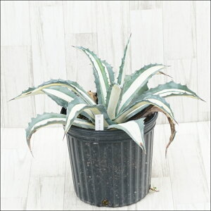 stAKx @AJ[i@،@ɏ㊔@ci45cmj@No.9936