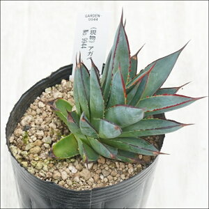 stAKx @u[O[@I@No.9944@3