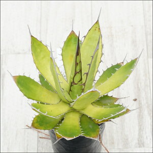 stAKx @z_@AeB[N@@I@No.9946@3