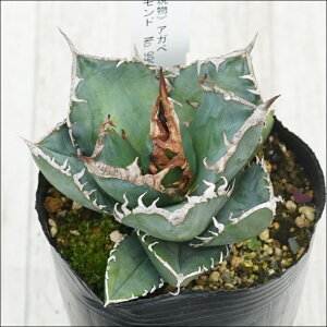 stAKx @`^m^@AtJ_CAhiSADj@I@No.9966@3