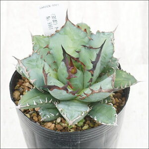 stAKx@`^m^@Pm@I@No.9981@3