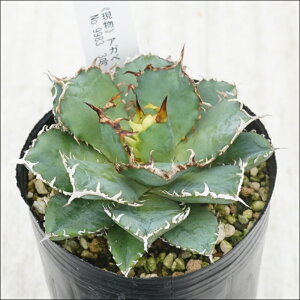 stAKx@`^m^@tBO[@I@No.9983@3