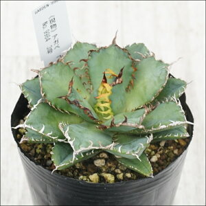 stAKx@`^m^@tBO[@I@No.9984@3