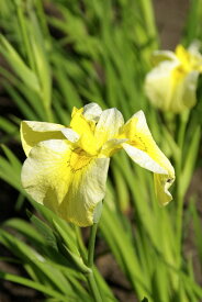 楽天市場 菖蒲 苗の通販