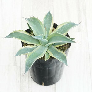 AKxEIoeBtHAuIJv4O|bg