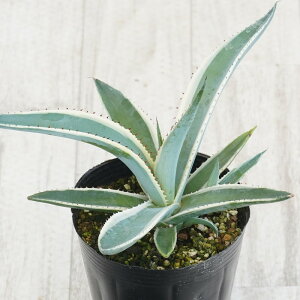 AKxEOCGS[uubNACXv4O|bg