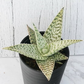 アロエ「デルタ・ライト」　3.5号鉢