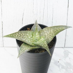 AGEfgCfIh^uXp[N[v@3.5