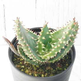 アロエ・アキュレアタ「スーパー・スパイニー」 3.5号鉢